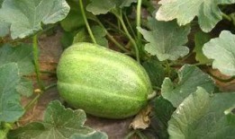 张小寒爆料甜瓜视频在线观看