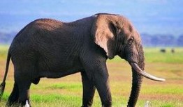 大象大象视频在线观看